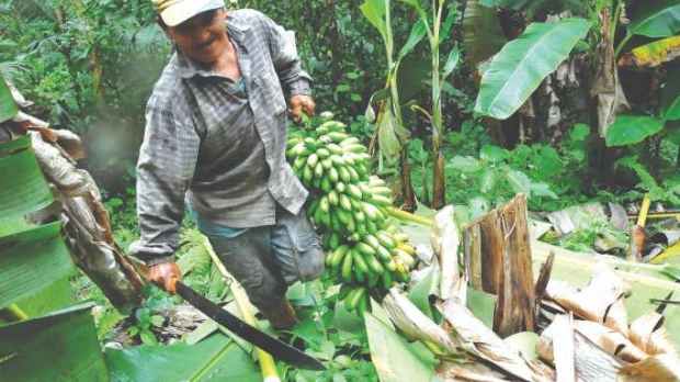 Verde, yuca y churo yuyo, alimento de los napeños