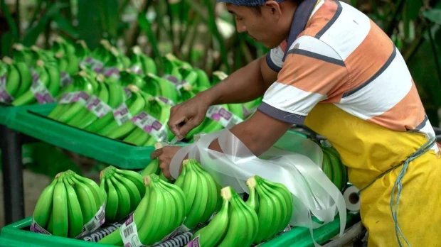 Ecuador lidera exportaciones orgánicas a la Unión Europea