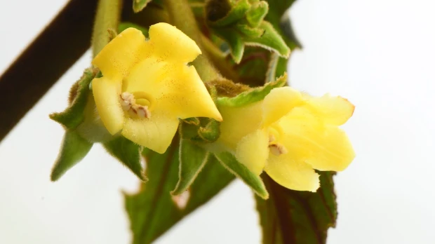 Nueva especie de planta fue descrita en Pichincha
