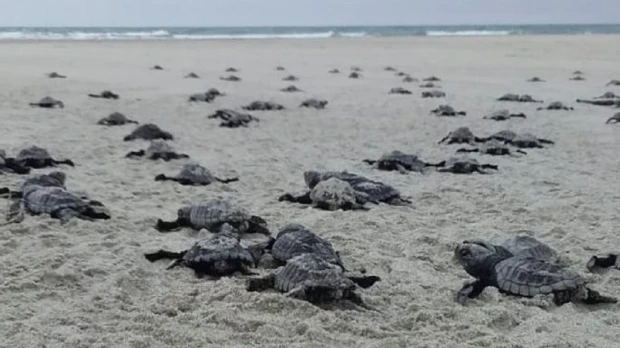 Nacen 78 tortugas golfinas en una playa del norte de Ecuador