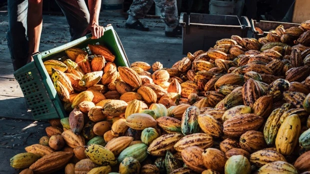 La Cumbre del Cacao Amazónico tendrá lugar en Tena
