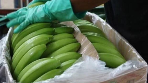 Las exportaciones de banano aumentaron 3,21 % 