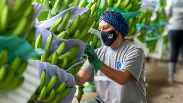 Las exportaciones de banano ecuatoriano siguen expandiéndose