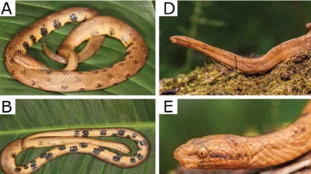 Investigadores ecuatorianos descubrieron una nueva especie de boa enana