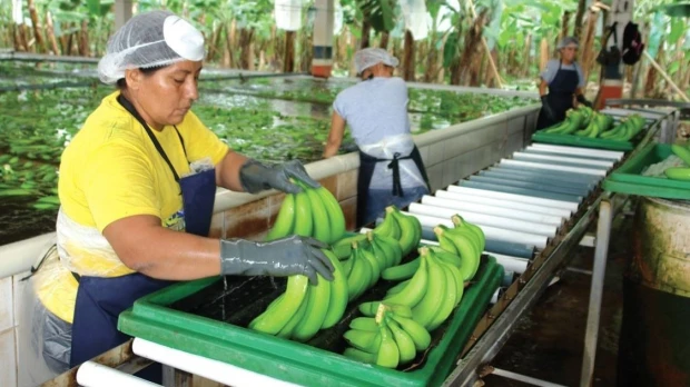 Ecuador exportó 364.16 millones de cajas de banano en 2024 