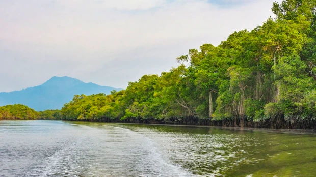Ecuador llega a las 100.000 hectáreas de manglar bajo conservación comunitaria
