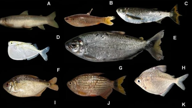 Investigación revela alta diversidad de peces en el río Conambo en Pastaza