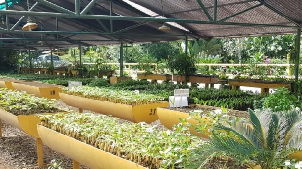 Orellana: Kichwas, waoranis y shuar laboran en el vivero Kiwashu