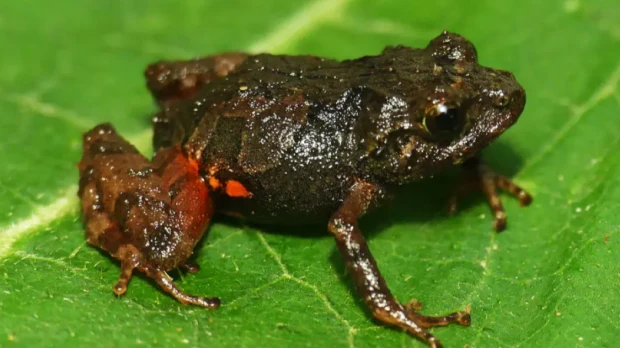 El 40,7 % de anfibios del planeta están en riesgo de extinción, según un estudio