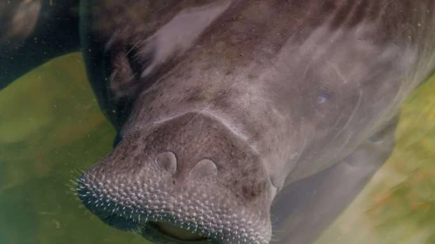150 manatíes habrían en la Amazonía ecuatoriana