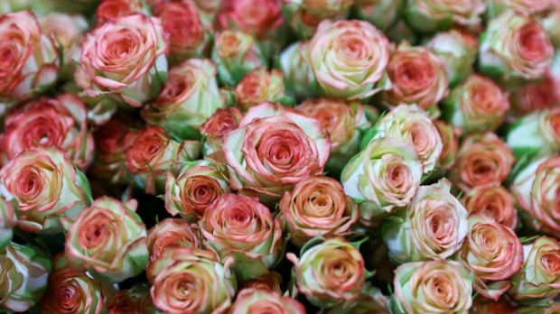 Ecuador envió un millón de rosas a China en solo 3 días