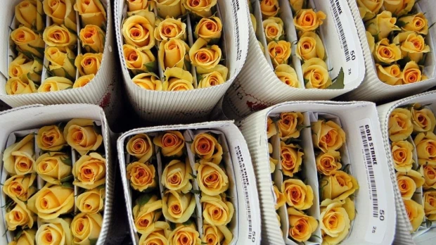 La exportación de flores por San Valentín crece un 8,7 %