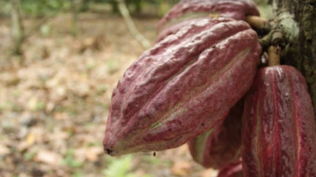 Cacao ecuatoriano avanza en adaptación a norma europea contra deforestación
