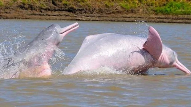 Contaminación por mercurio amenaza a delfines de los ríos Amazonas y Orinoco