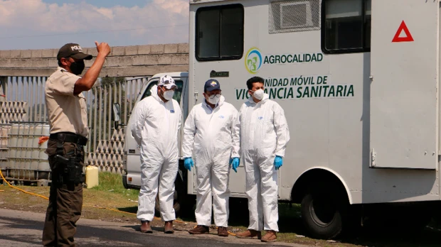 Nuevas muestras serán tomadas en granjas avícolas en Cotopaxi