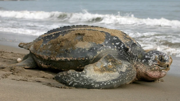Supervisan eclosión de 9 tortugas marinas laúd, especie en "lista roja"