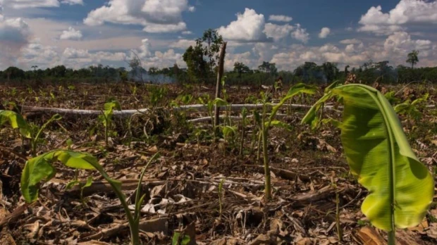 Perú: El modelo agrícola impulsa la deforestación en la Amazonía 