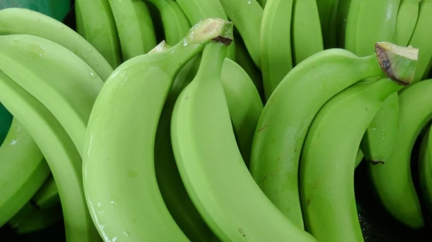 Ecuador confía en mantener las exportaciones de banano con Rusia y aumentarlas con China