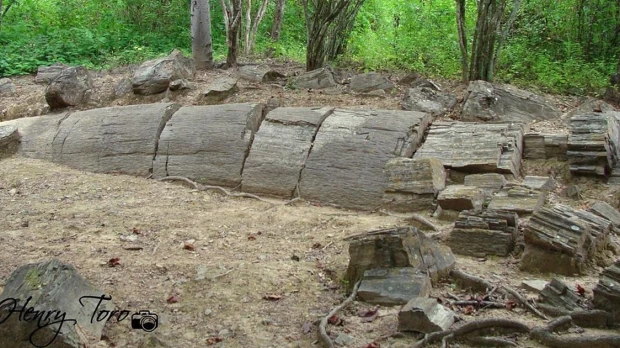 Estudio confirmó presencia de 12 especies nativas en bosque de Puyango
