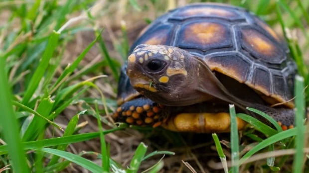 2 ciudadanos fueron sentenciados a 4 años de prisión por atentar contra la vida silvestre