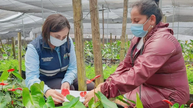 8 millones de cajas de flores y follajes de ornamentales ecuatorianas se exportaron en el 2021