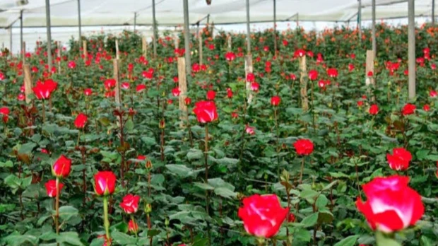 Qué productos ecuatorianos ingresarán a Canadá con arancel cero