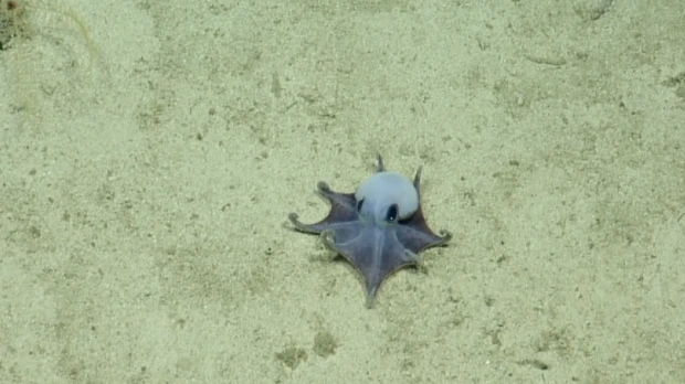Descubren en Galápagos una nueva especie de pulpo azul de aguas profundas