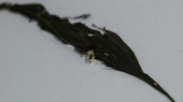 Una nueva orquídea fue descubierta en la cordillera de Toisán