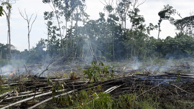 Más de 20.000 hectáreas de territorios indígenas en Colombia fueron deforestadas en 2021