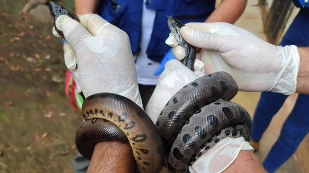 25 especies de vida silvestre regresaron a su hábitat natural en Orellana