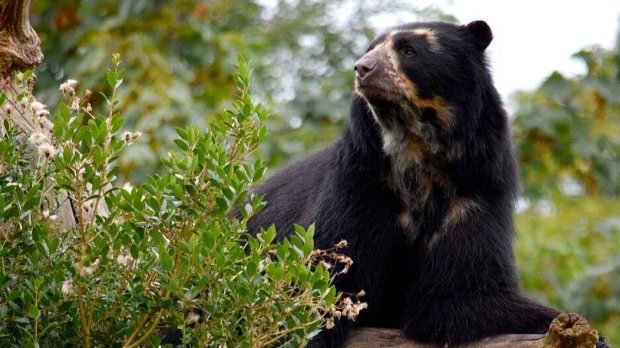 El MAE investiga la muerte de un oso de anteojos en Morona Santiago
