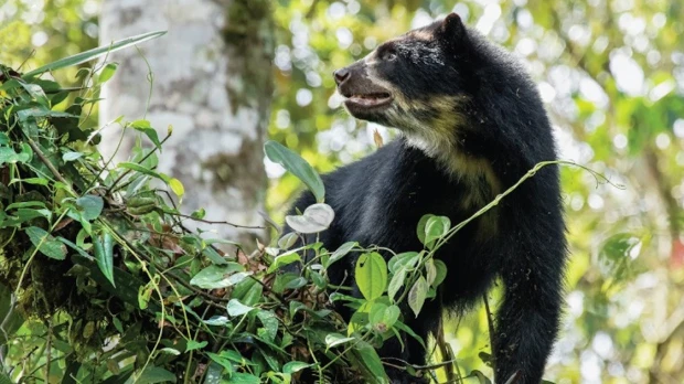El Chocó Andino: un rincón de naturaleza, aventura y cultura a un paso de Quito