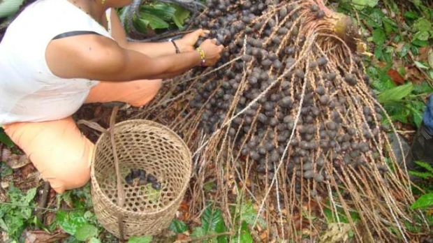 La unguragua se convierte en bebidas tradicinales de los secoya