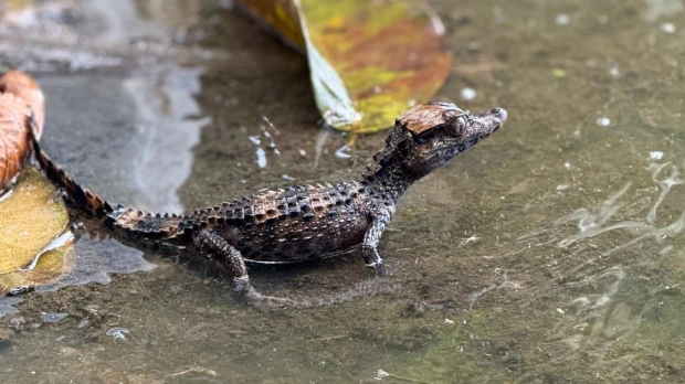 Sucumbíos: 14 animales silvestres fueron liberados en la Reserva Limoncocha