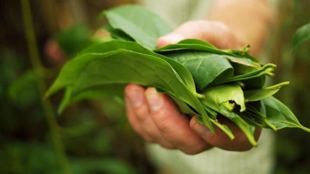 Guayusa tendrá subpartida arancelaria propia desde agosto