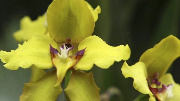 Ecuador presentó su plan nacional para conservar orquídeas