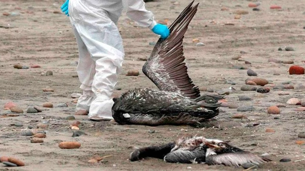 2 zonas de Galápagos fueron cerradas por sospechas de gripe aviar