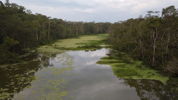 204 especies exóticas e invasoras fueron identificadas en la Amazonía ecuatoriana