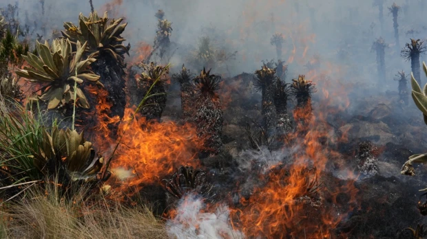 3.800 hectáreas han sido calcinadas por incendio forestal en Loja