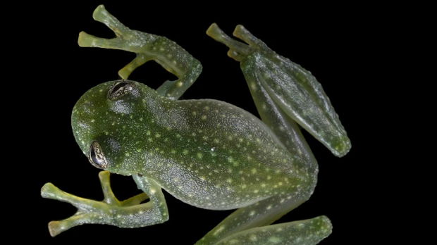 Investigadores de la UTPL descubrieron nueva especie de rana de cristal
