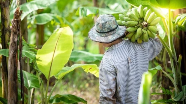 Exportadores de Ecuador piden reunión urgente con Gobierno por "disminución" de plátanos