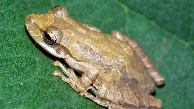 Científicos están tras la pista de una diminuta rana invasora en Galápagos