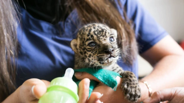 Jaguares: el reloj juega en contra para el gran felino de América