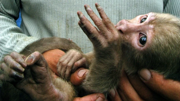 Liberan a 93 especies silvestres en reserva del norte de Ecuador