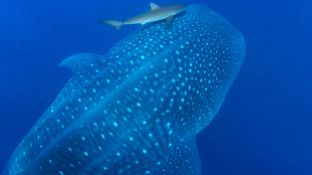 Científicos elaboran base de datos de especies marinas invasoras en Galápagos