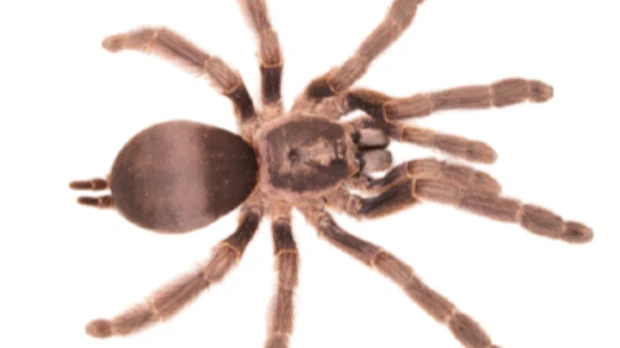 2 nuevas especies de tarántulas fueron identificadas en Orellana y Azuay