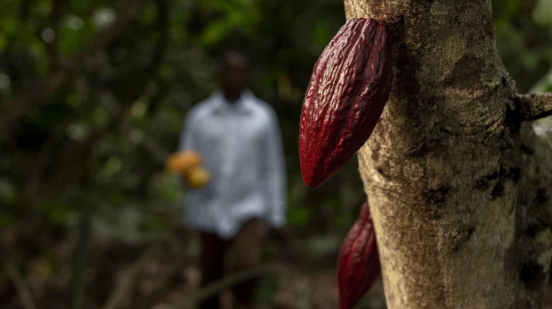 Calidad y trazabilidad impulsan al cacao ecuatoriano hacia los mercados premium