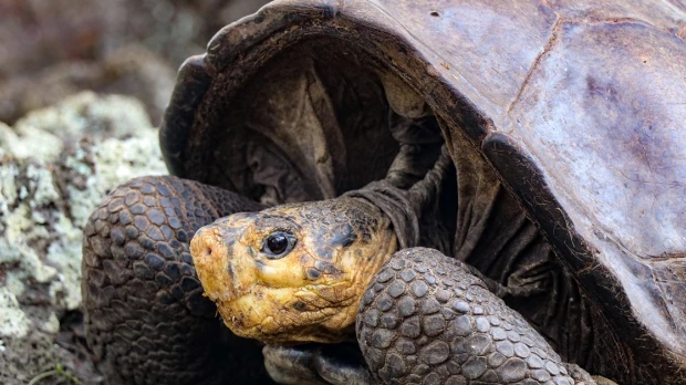 Tortuga, que se creía extinta hace más de 100 años, fue encontrada en Galápagos