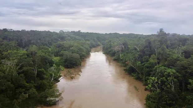 Revelan alto riesgo de extinción del 41 % de árboles endémicos de la Amazonía en Ecuador