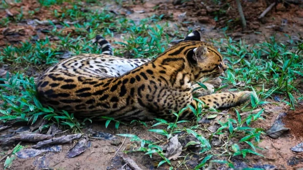 ¿Cuáles son los centros de rescate de fauna en la Amazonía?